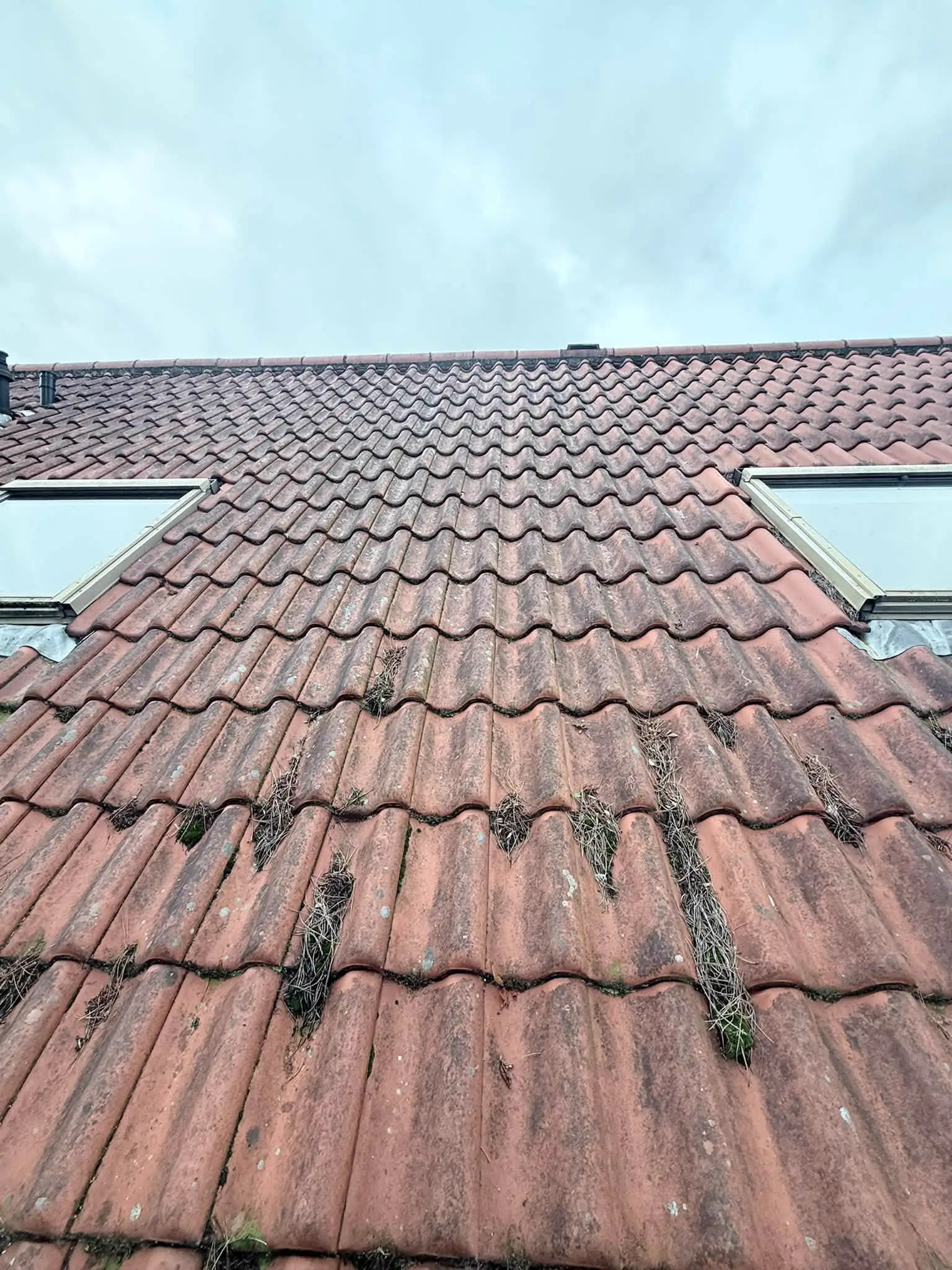 An old clay tiled roof with moss along the tile laps and two roof windows